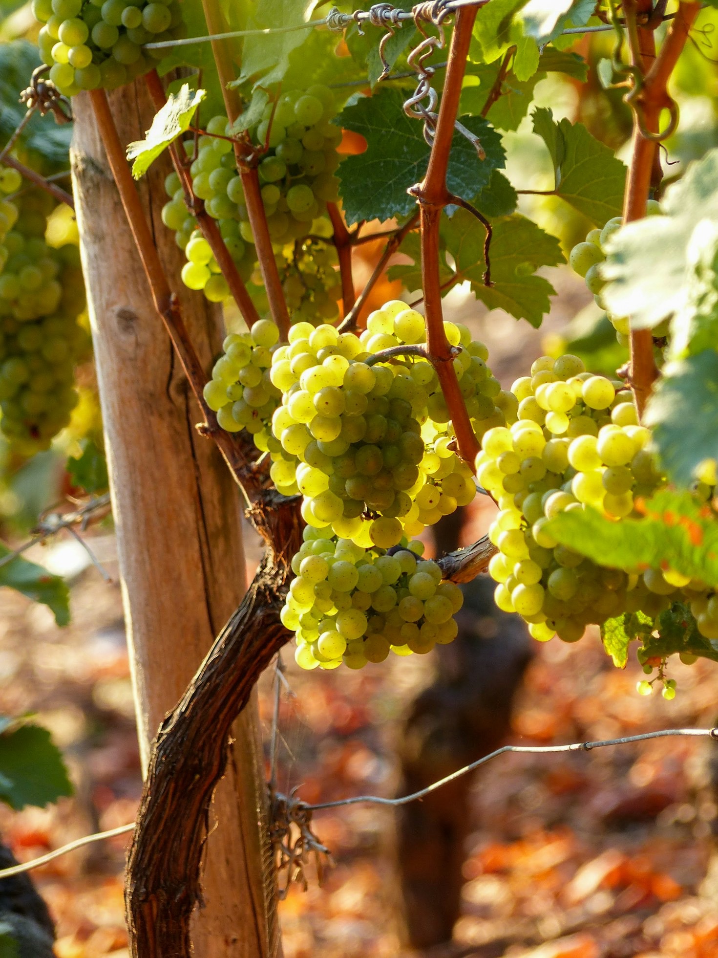 La storia della famiglia Molinari tra i vigneti