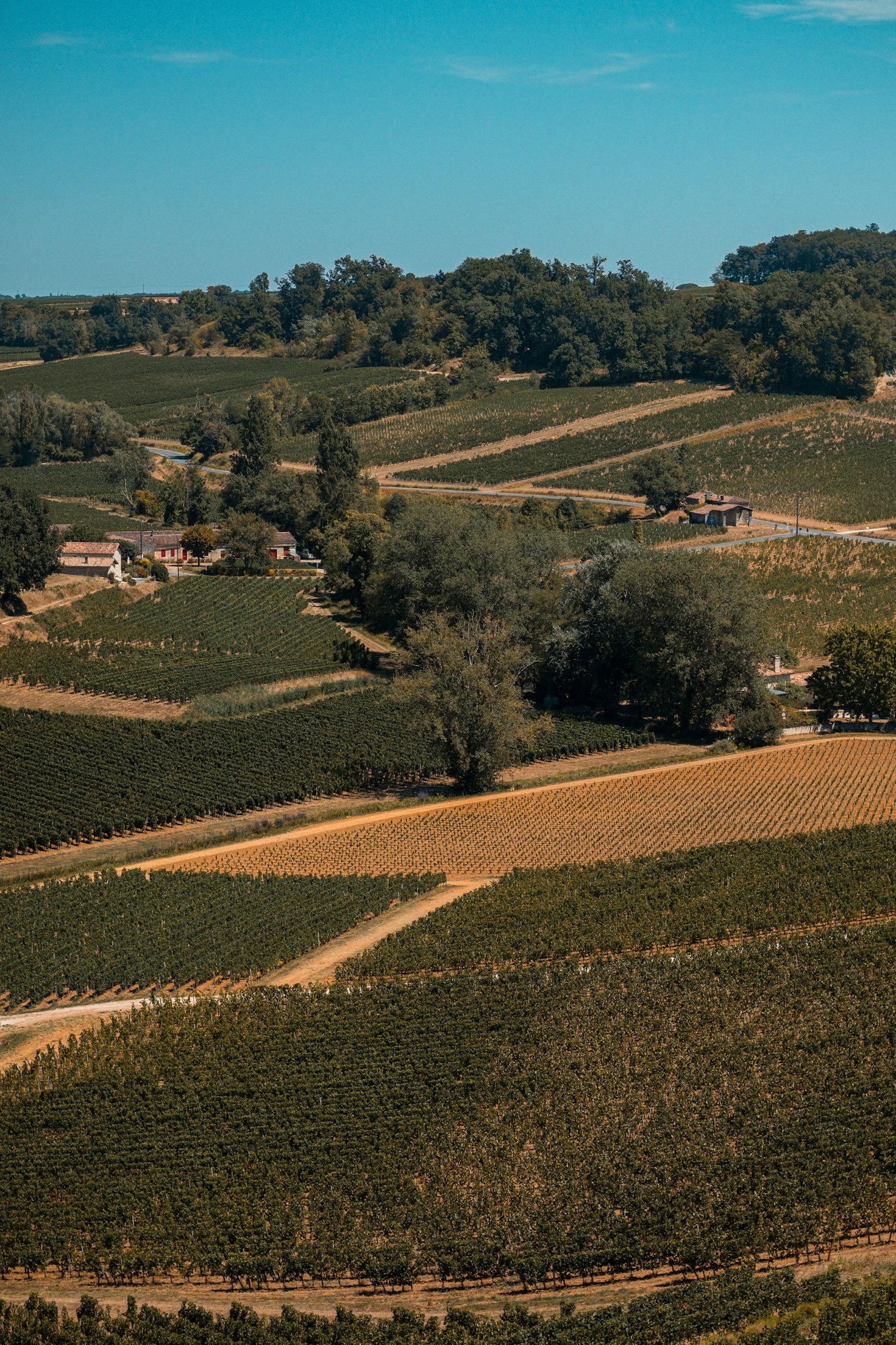 Come scegliere il vino perfetto per ogni occasione
