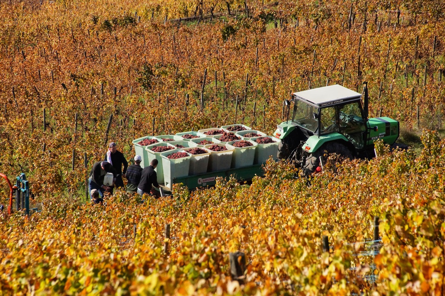 Abbinamenti gastronomici ideali con i nostri vini