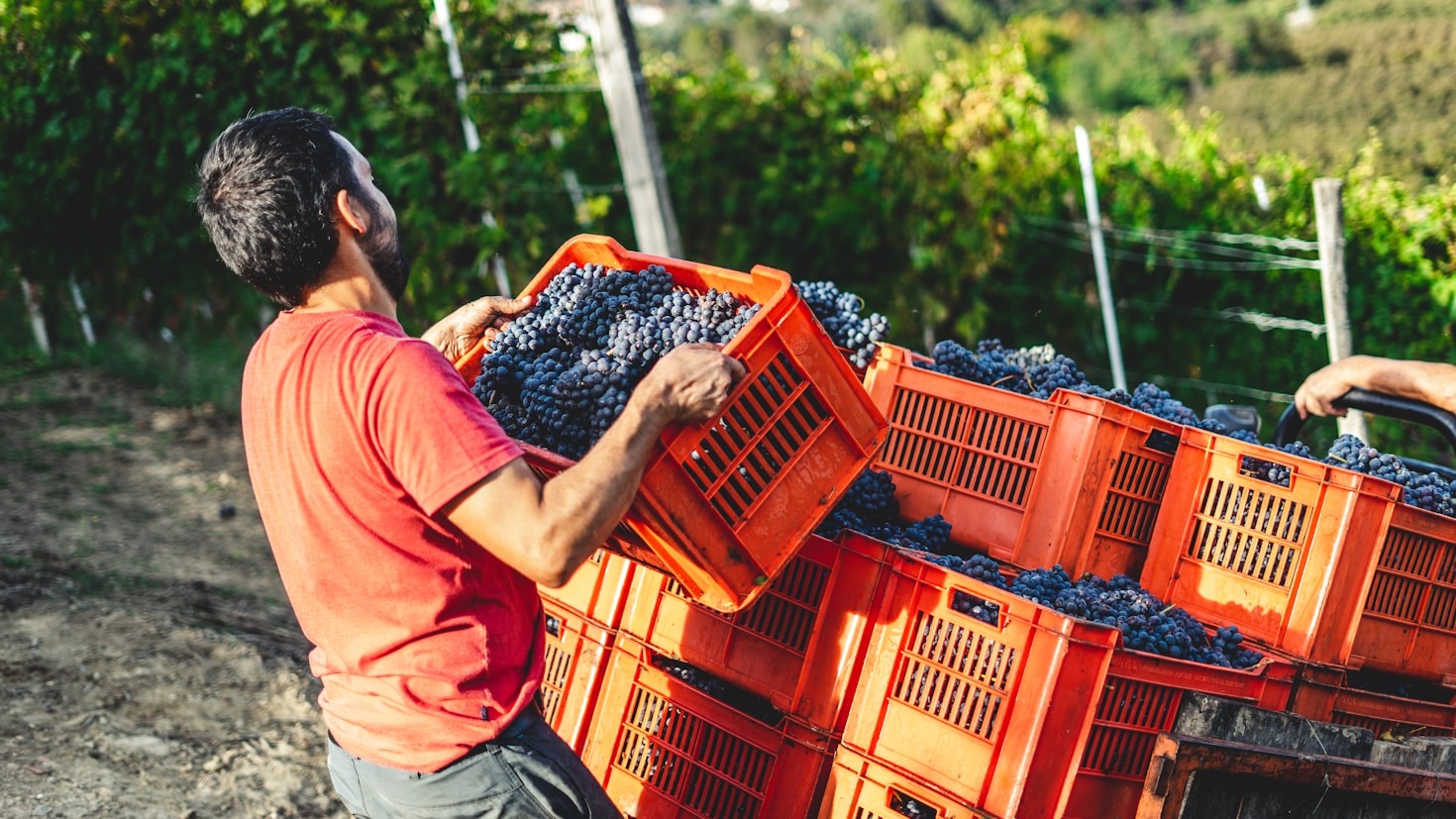 L’arte di produrre vino con dedizione quotidiana